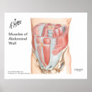 Search for abdominal art Muscle