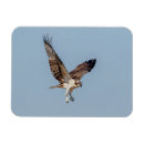 Search for osprey magnets Raptor