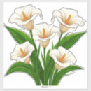 Search for calla lily flower stickers Lilies