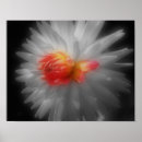Search for black dahlia posters Black and white