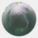 Search for cute manatee stickers Animal
