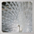 Search for white peacock art Peacocks