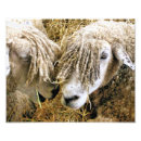 Search for cotswolds posters Sheep