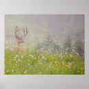 Search for deer posters National park