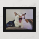 Search for yawn postcards Kitten