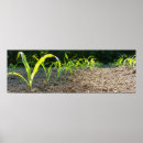 Search for corn field art Harvest
