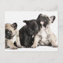 Search for pug puppies postcards Adorable