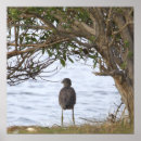 Search for waiting photography Birds
