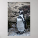 Search for funny penguin posters Animals