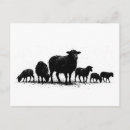 Search for flock of sheep postcards Farm