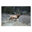 Search for wapiti posters Colorado