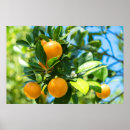 Search for fruit tree posters Blossom