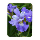 Search for iris garden magnets Botanical