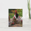 Search for farmyard cards Chickens