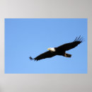 Search for soaring eagle posters Wildlife