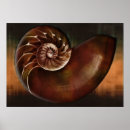 Search for fibonacci spiral art Shell