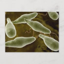 Search for eukaryotes Animal