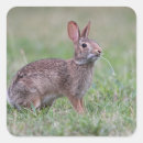 Search for cottontail rabbit stickers Bunny