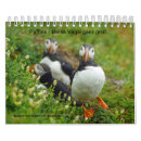 Search for skellig michael Birds