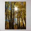 Search for sunstar Tree