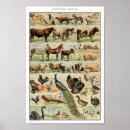 Search for domesticated posters Illustration