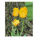 Search for yellow tulip posters Picture