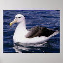 Search for albatross posters Sea