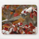 Search for american robin electronics Winter