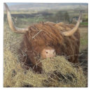 Search for scottish tiles Funny
