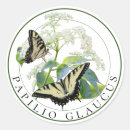 Search for glaucus Papilio glaucus