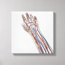 Search for phalanges Physiology