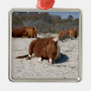 Search for assateague christmas tree decorations Ponies