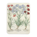 Search for carnations magnets Botanical