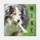 Search for aussie shepherd magnets Herding