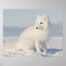 Search for coastal plain posters National wildlife refuge