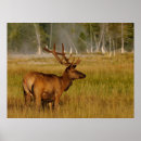 Search for rocky mountain national park posters Elk