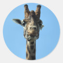 Search for funny giraffe stickers Wild