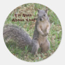 Search for love squirrel stickers Valentine