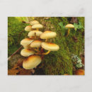 Search for fungus horizontal postcards Mushroom