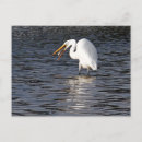 Search for wading postcards Animals