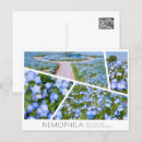 Search for baby postcards Flower