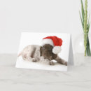 Search for german shorthaired pointer christmas cards Attractive