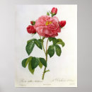 Search for pierre joseph redoute posters Flowers