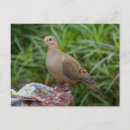 Search for mourning postcards Bird