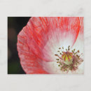 Search for pink poppy postcards Summer