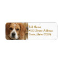Search for beagles return address labels Animal