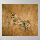 Search for serval cat art Animal