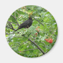 Search for blackbirds magnets Green