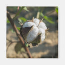 Search for cotton magnets White