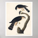 Search for sharp shinned Birds